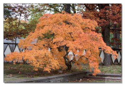 Japanese Maple 07.jpg