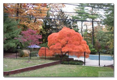Japanese Maple 08.jpg