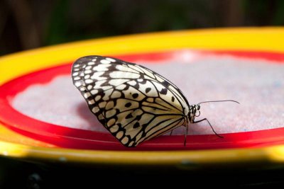 Butterfly Conservatory 01.jpg