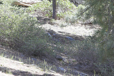 Bobcat under cover