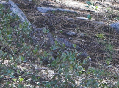 Bobcat closeup