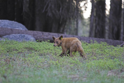 Young Bear on the move