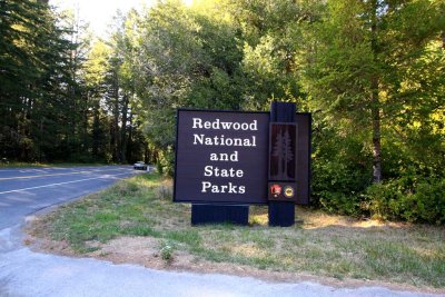 2008 Fall Redwoods
