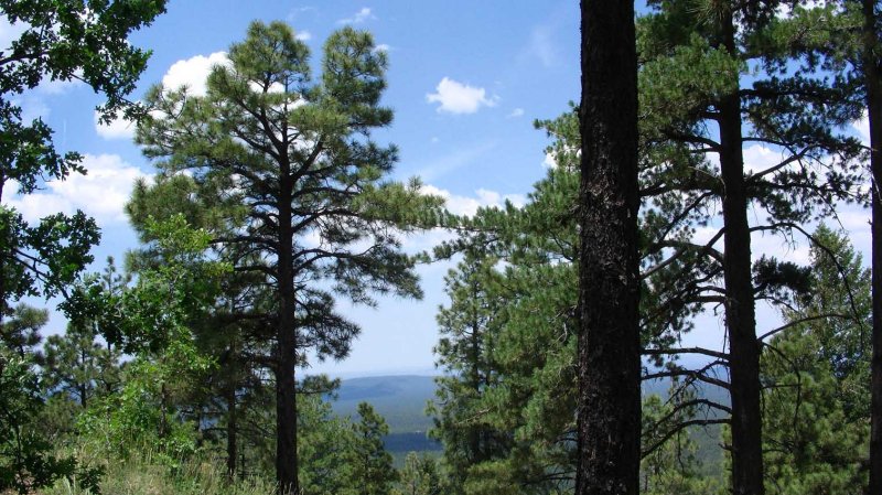 Fire Tower Road View