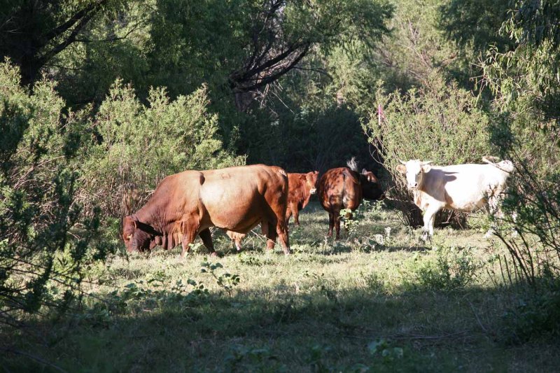 Big Bull
