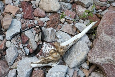 Fresh Bones Found in the Canyon