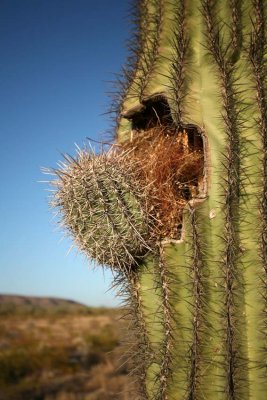 Saguaro Nest