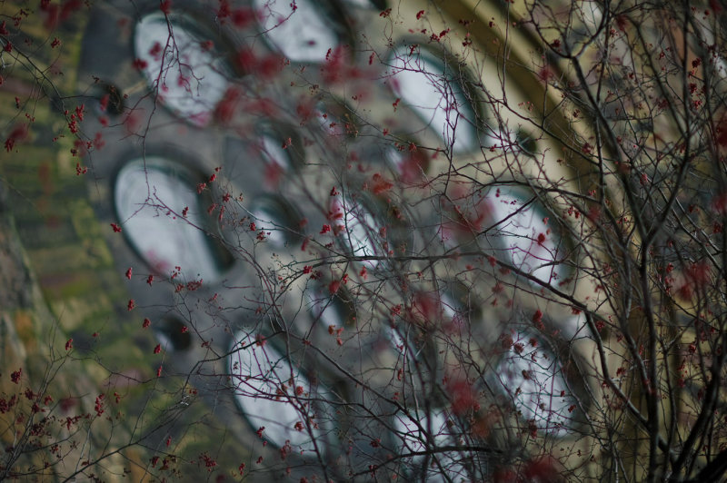 church window berries 64AT3819.jpg