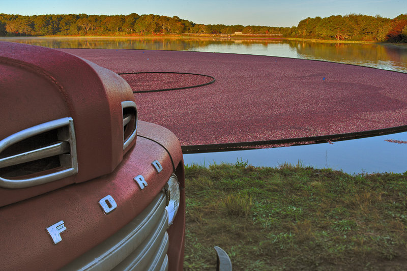 October : Cranberry Harvest
