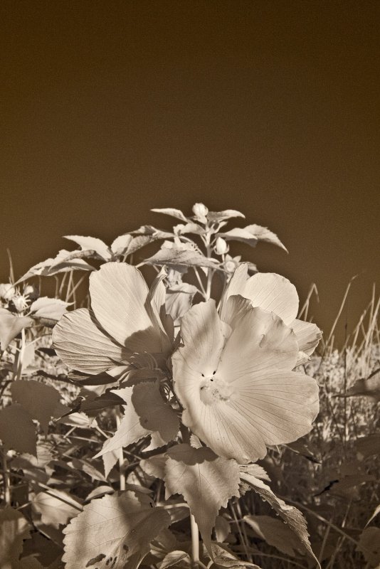 August : IR Swamp Mallow