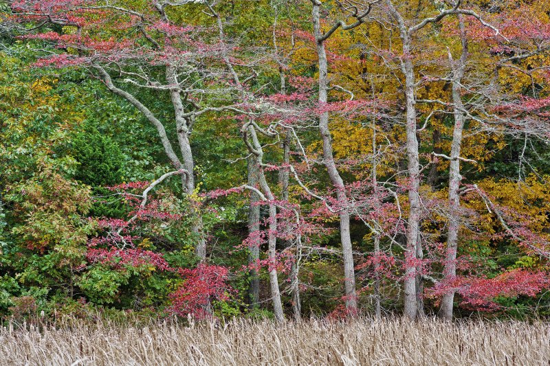 October : Red Maples