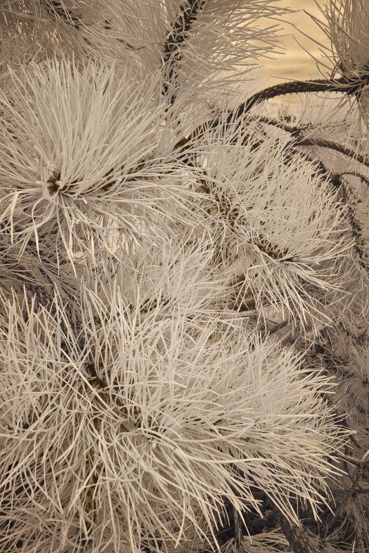 December : Anemone Pine (Infrared)