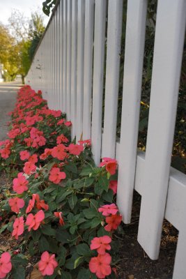 MV_Petunias_M8K6251.jpg