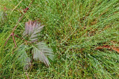 December : Bramble leaves and dew on grass