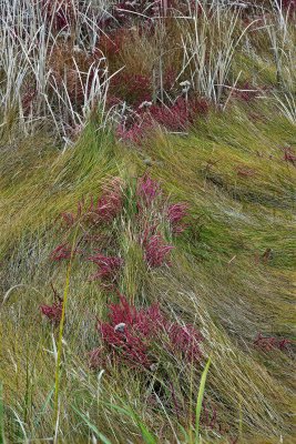 Yarmouth marsh grass M8K8411 focus.jpg