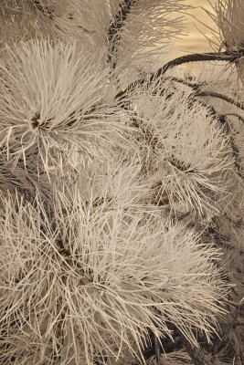December : Anemone Pine (Infrared)