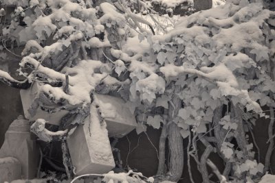 _1060634.jpg