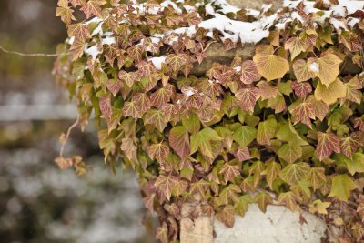 _MG_0307.jpg