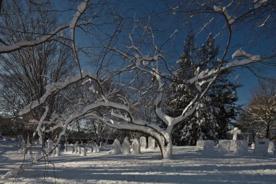 January : Mt Auburn Cemetery