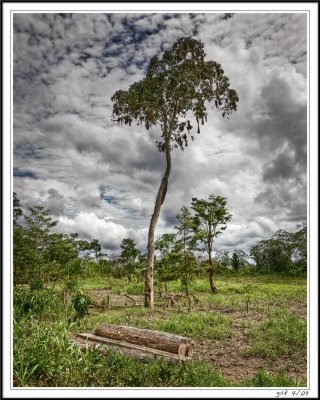 Sandbox tree