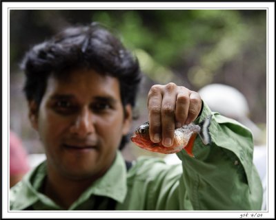 Red Belly Pirahana