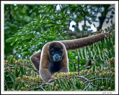 Common Wooly Monkey