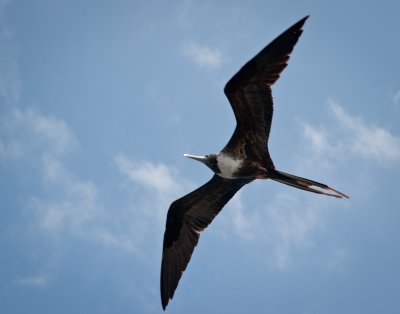 Female Frigatebird