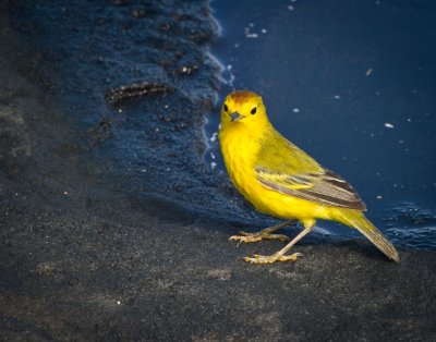 Yellow Warbler 