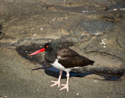 Oyster Catcher 