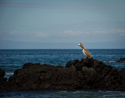 Brown Pelican