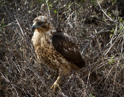 Galapagos Hawk