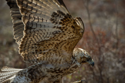 _DSC6410-Edit.jpg