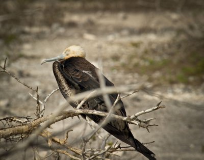 Adolescent Frigatebird