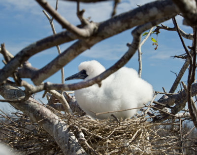 Booby chick