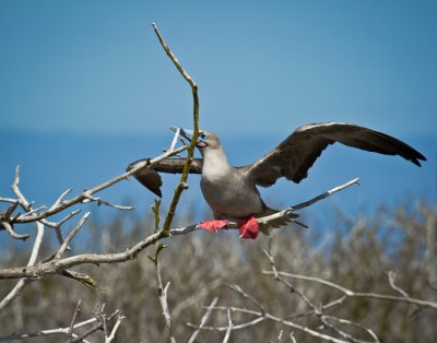 Red Footed Booby