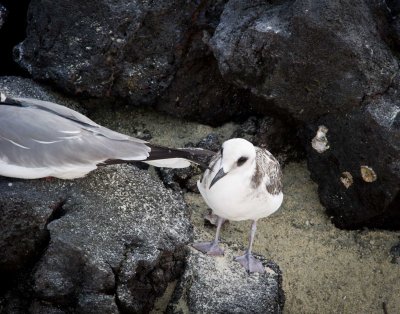 Gull chick