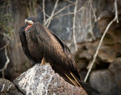 Male Frigatebird