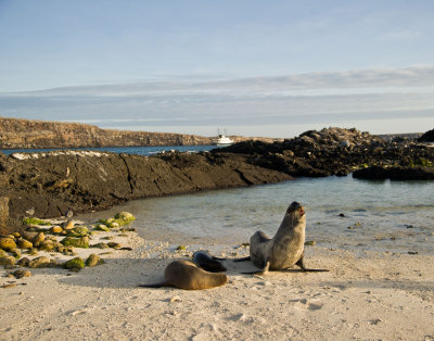 genovesa__darwin_bay_beach