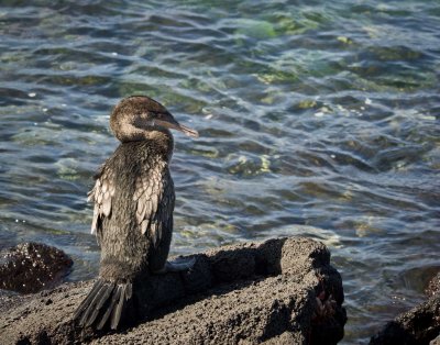Flightless Cormorant
