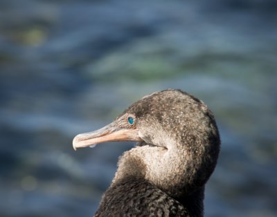 Turquoise eye of Cormorant