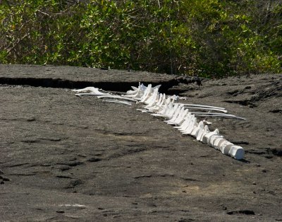Whale Bones