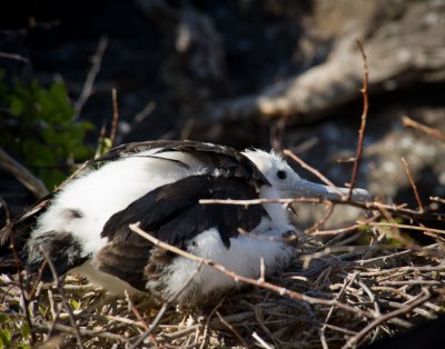 Frigatebird chick