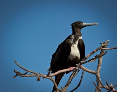 Female Frigatebird