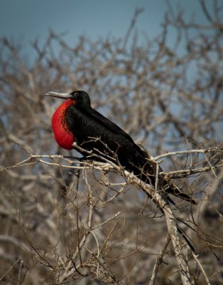 Male Frigatebird