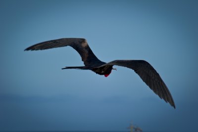 Male Frigate bird