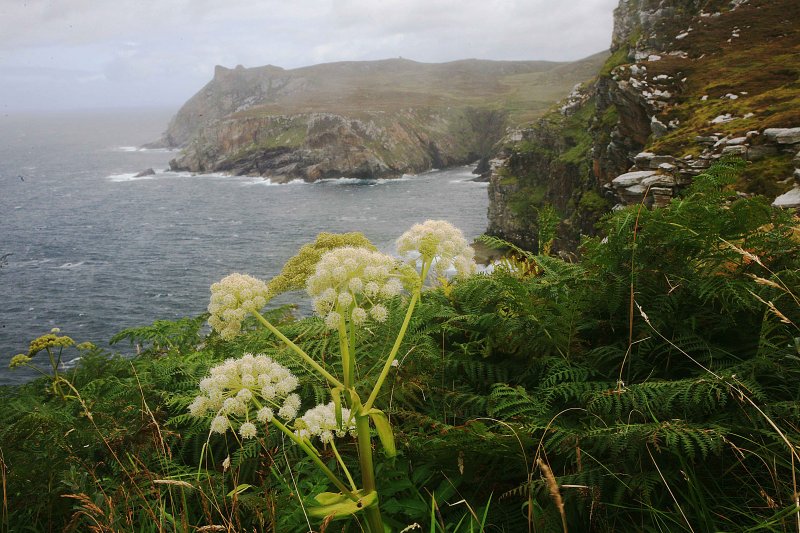 Horn Head flower.jpg