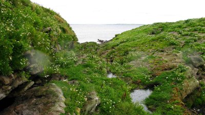 Flowers on Inishduff.jpg