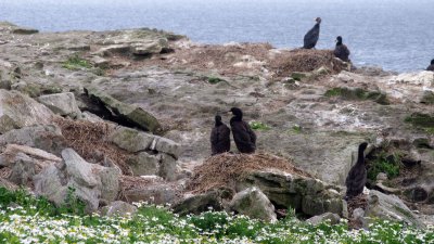 Cormorant nests Inishduff.jpg
