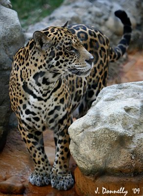 Jaguar Mom