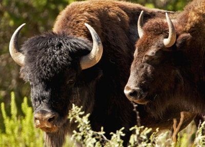 Texas bison herd